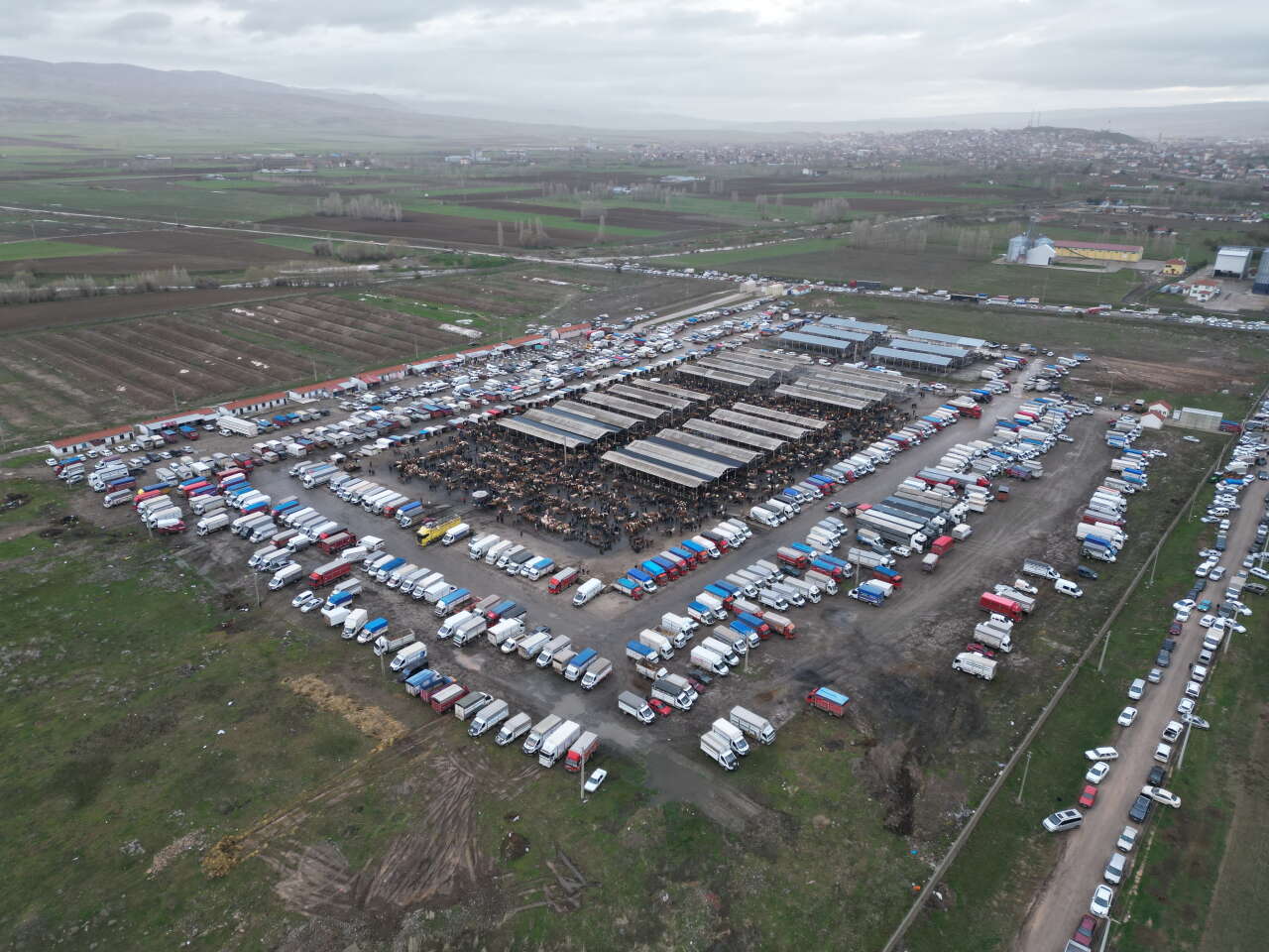 Türkiye’nin en büyük hayvan pazarında kurbanlık hareketliliği başladı 2